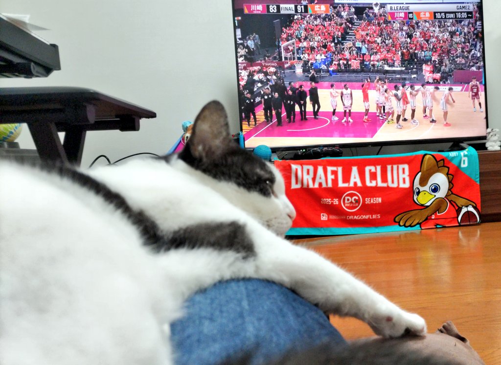 catlife0601's tweet photo. 開幕戦勝利の余韻。新加入選手たち頼もしかったー
#ドラフラ勝ちじゃけぇ　#ドラゴンフライズ https://t.co/gzLrINsteI