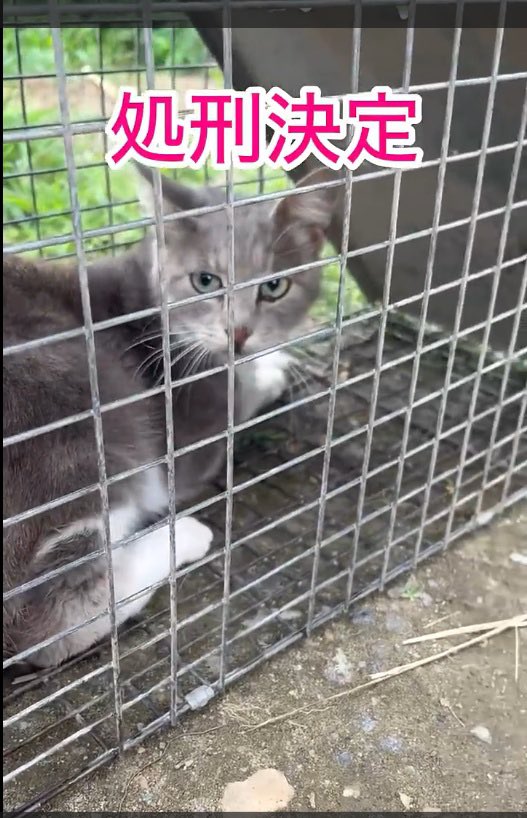 godbIesscat's tweet photo. 【猫探してます】

この子を知っている地域の方
この子の飼い主さんいませんか？！
埼玉県久喜市八甫辺りで捕まってしまったグレーの猫ちゃんです。

#拡散希望 #埼玉県久喜市
#動物虐待を許さない 
#動物虐待反対 
#地域猫 #迷子猫
#猫探してます　
#この猫知りませんか https://t.co/3QjR4wCHZy