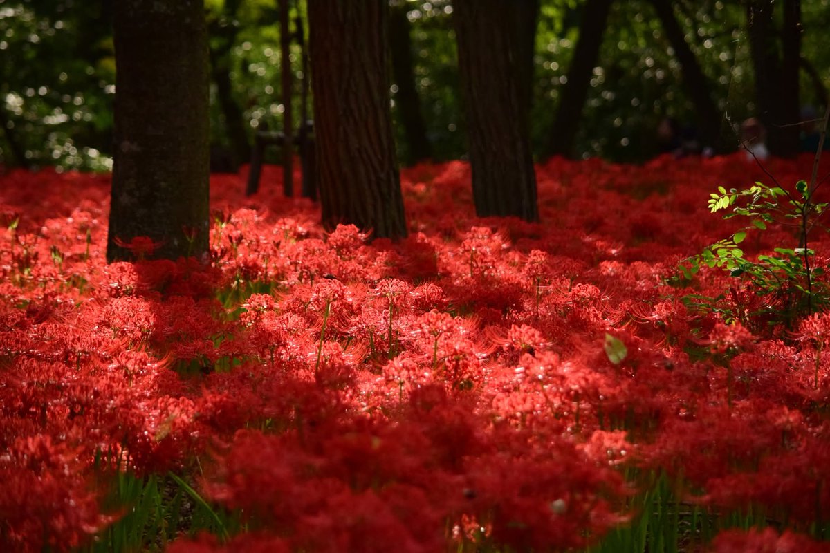 mido_u13's tweet image. 2025年9月
巾着田

曼珠沙華見頃のタイミングで見に行けた
より花が密集して咲いている部分は思わず声が出てしまうくらい圧巻でした
本当に真っ赤な絨毯みたいだった

#巾着田
#曼珠沙華
#彼岸花