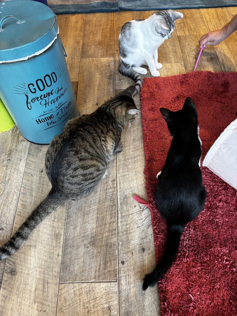 pumpkinnosuke's tweet photo. 久しぶりに都会のオアシス駒猫さんに行って来ました！今日も可愛いニャンズがまったりしててめっちゃ癒されました😍みんな幸せになれますように💕
#駒猫 #保護猫 #保���猫カフェ #猫のいる幸せ https://t.co/R0HeVozlpb