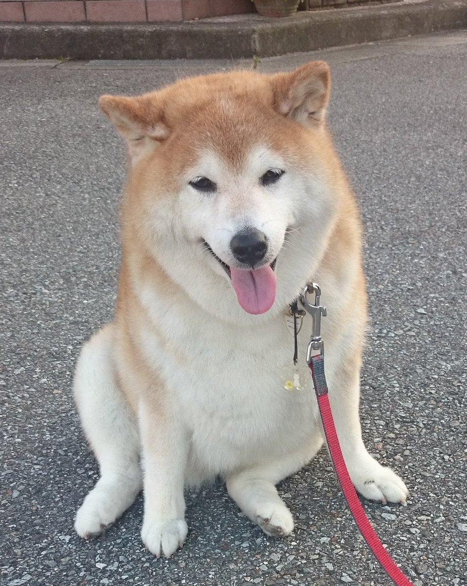 空の上のチャチャお誕生日おめでとう💐
長いこと生きてるけどチャチャと暮らした17年は間違いなく人生でいっちゃん楽しい日々やった😊
だんだん夫婦の会話もとんちんかんになってきたけどこれからも見守っててな🤗