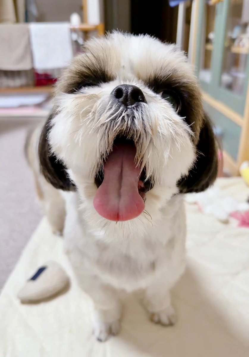 シーズーのお嬢さん (@Ojousan_ShihTzu) / Posts / X