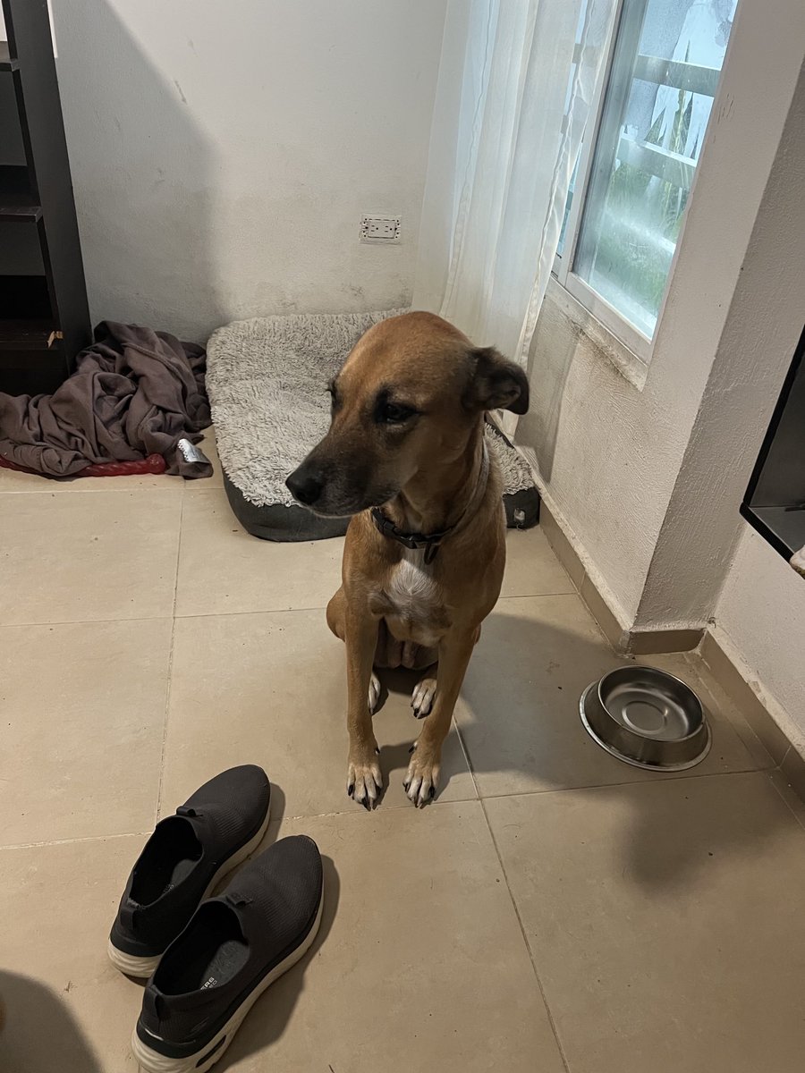 Gordon MacAlpine tweet media