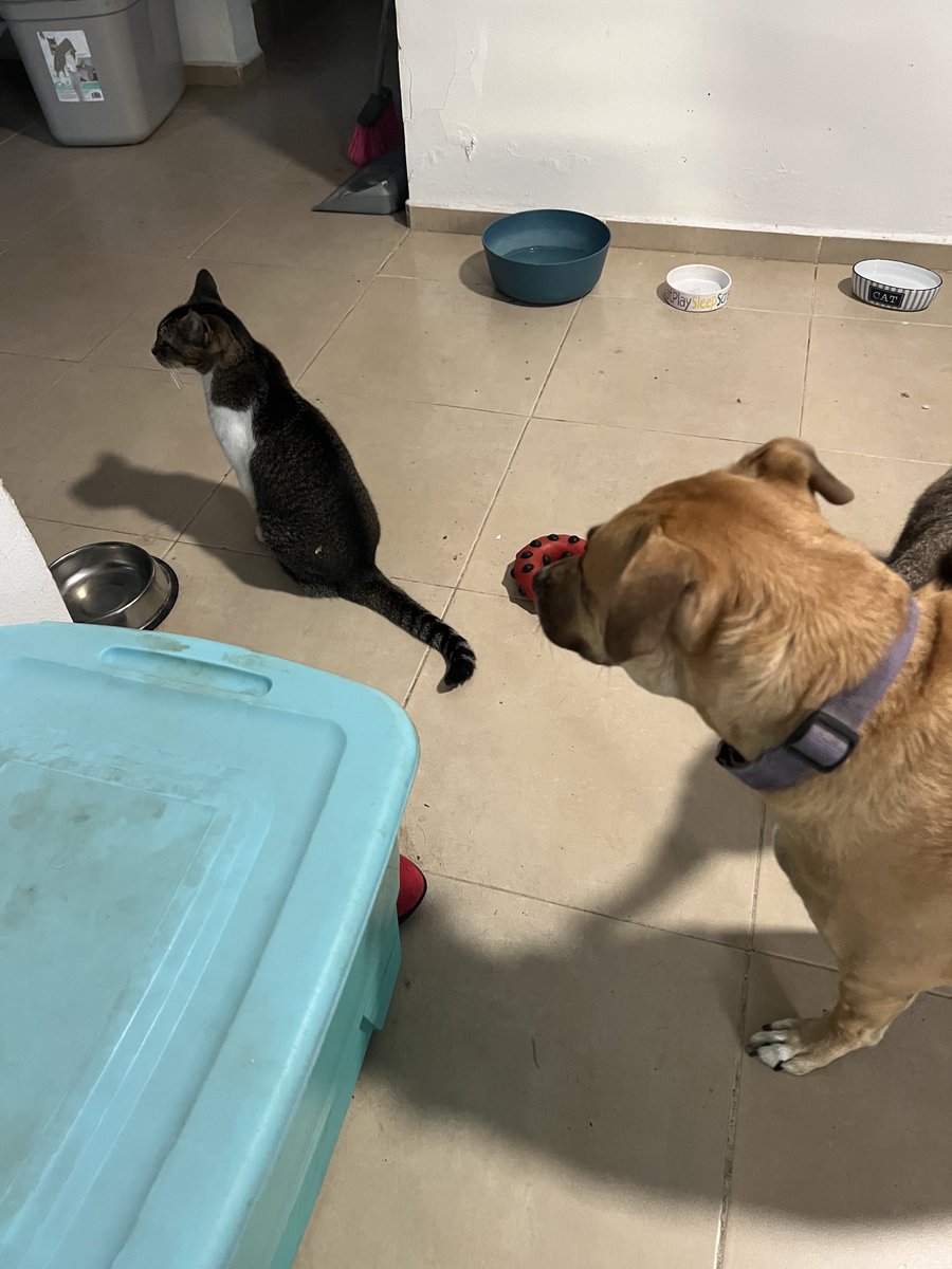 Gordon MacAlpine tweet media