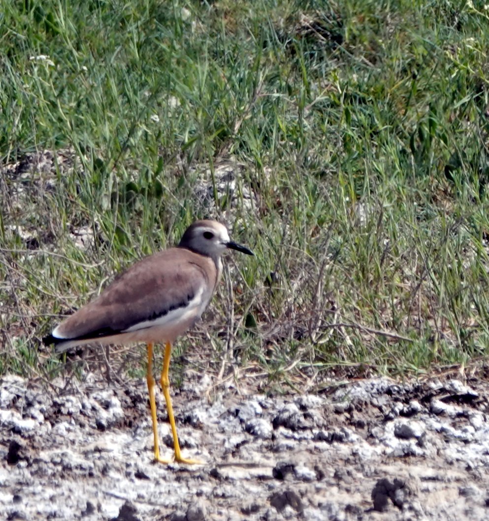 White-tailed Lapwing, Armash Fishponds, Armenia in May 2023. This bird was showing very nicely, but seconds after this shot was taken, the bird was in distress as a cow stepped on its nest breaking all of the eggs. Hopefully, they laid a replacement clutch.