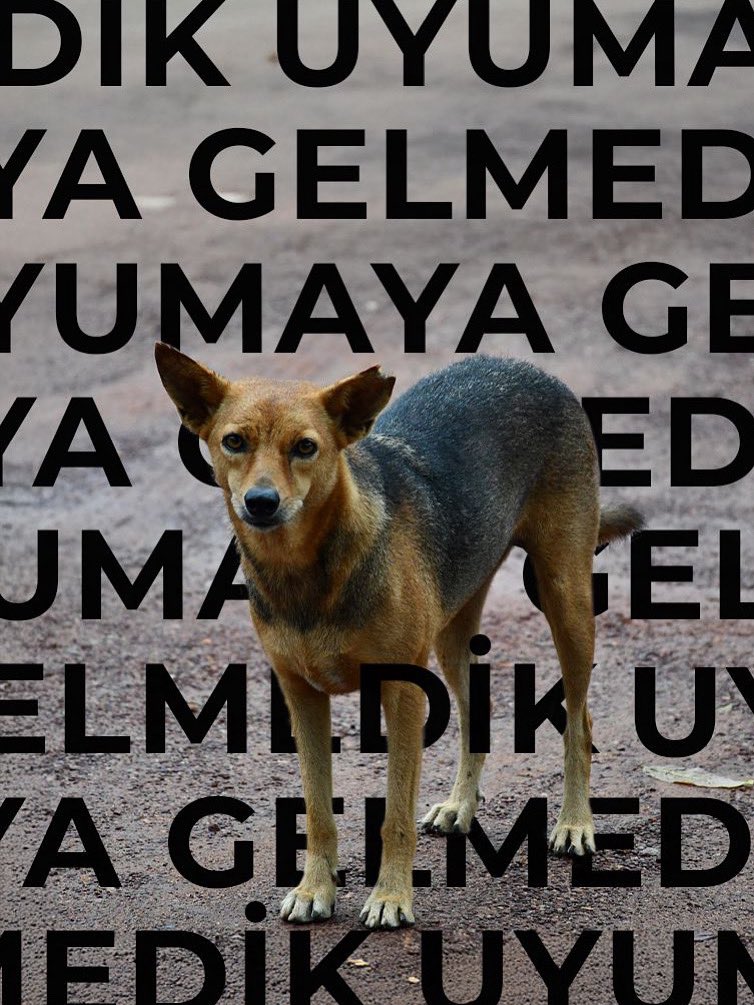efsunofficial's tweet photo. Uyumaya gelmedik #HayvanlarıKorumaGünü https://t.co/tKnHZBx6kO