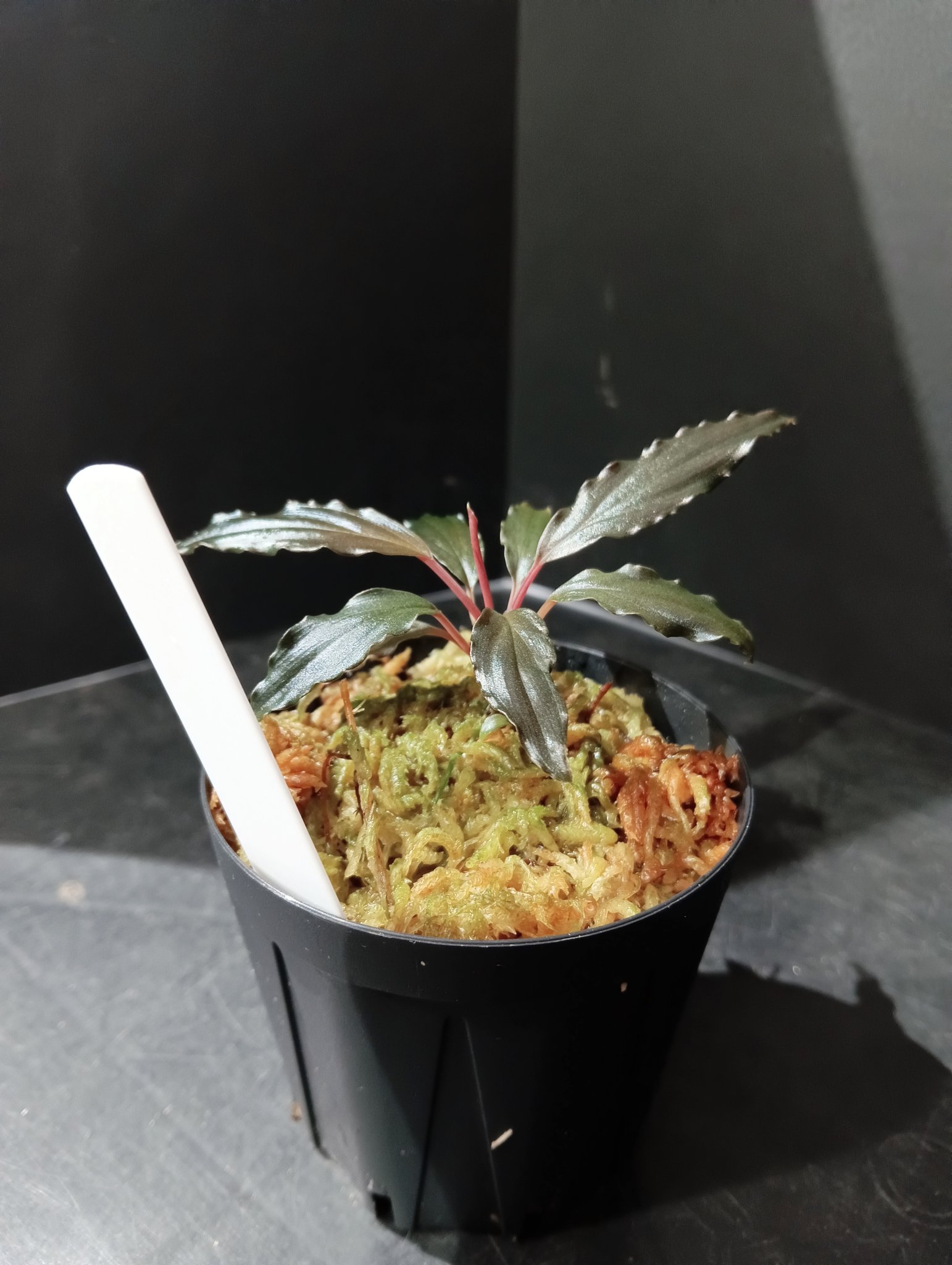 Homalomena sp. \"赤備\" PP-240505-9 ホマロメナ TAKAHIRO on X: 