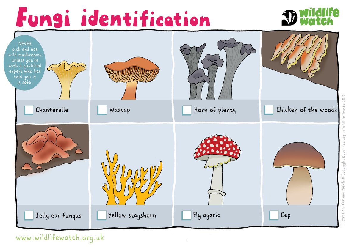 The Wildlife Trusts (@wildlifetrusts) on Twitter photo It's #UKFungusDay! 🍄🍄🍄
To celebrate, challenge yourself to spot fungi on your next outdoor adventure! From chanterelles to jelly ear fungus, the woods are full of amazing shapes and colors. It's #UKFungusDay! 🍄🍄🍄
To celebrate, challenge yourself to spot fungi on your next outdoor adventure! From chanterelles to jelly ear fungus, the woods are full of amazing shapes and colors.