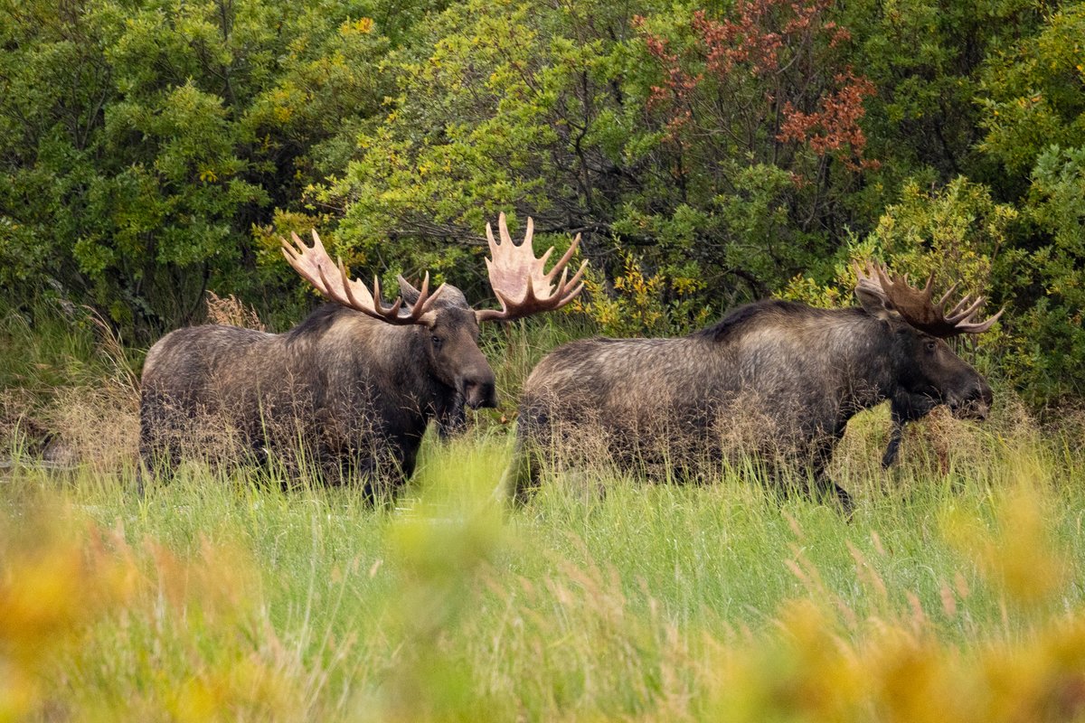 Franklin_Graham's tweet image. “And God made the beast of the earth according to its kind, cattle according to its kind, and everything that creeps on the earth according to its kind. And God saw that it was good.” (Genesis 1:25) #Alaska