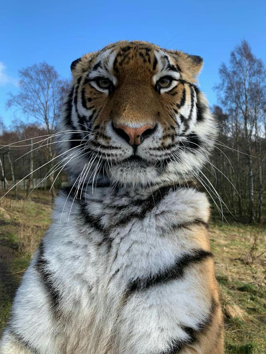 VatsWrites's tweet image. ऐसा देखा नहीं... ख़ूबसूरत कोई... 🎶 
#BigCat 
#Love