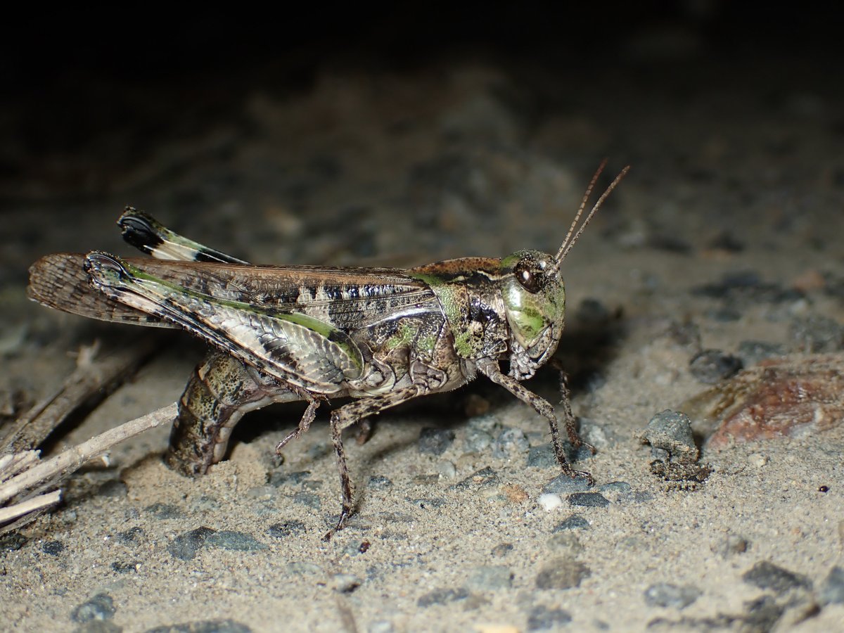 バッタの産卵中シリーズ