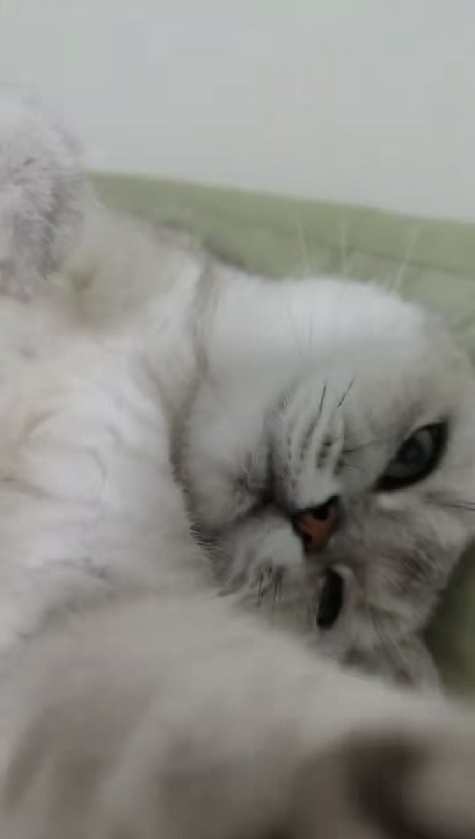 我家小貓