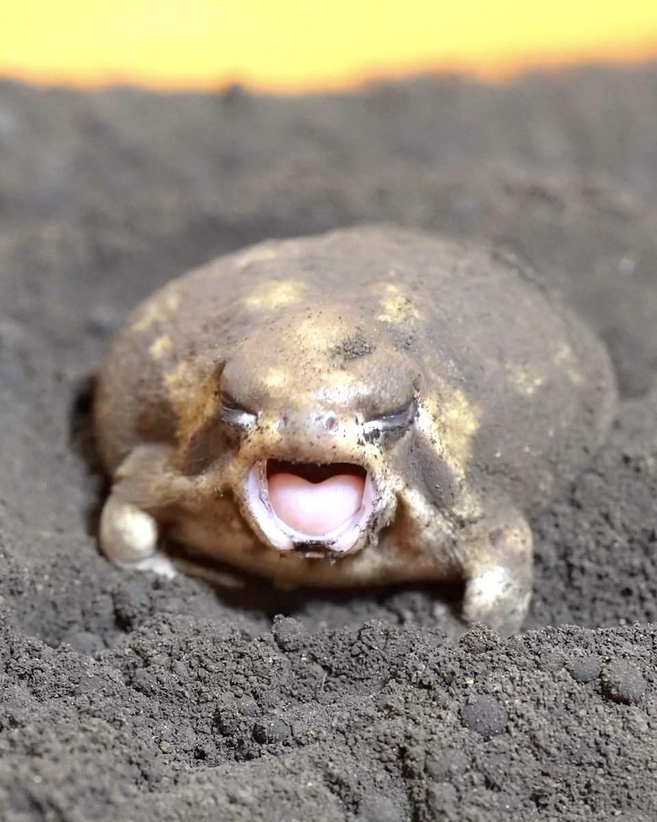 Rain frog Yawns and Dances Happy
アメフクラガエルのあくびと楽しい踊り youtu.be/8Qgq5xmKmcQ?si… <a href="/YouTube/">YouTube</a>より