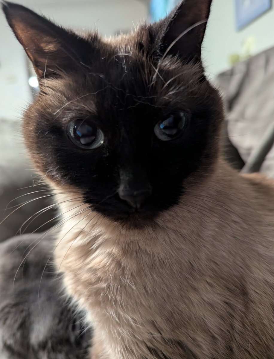 Loomian Legacy tweet media