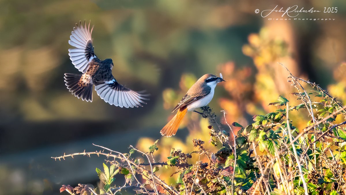 A Turkestan Shrike (Lanius phoenicuroides) being mobbed by a Stonechat, at a very windy Dunwich Heath this morning
04/10/2025