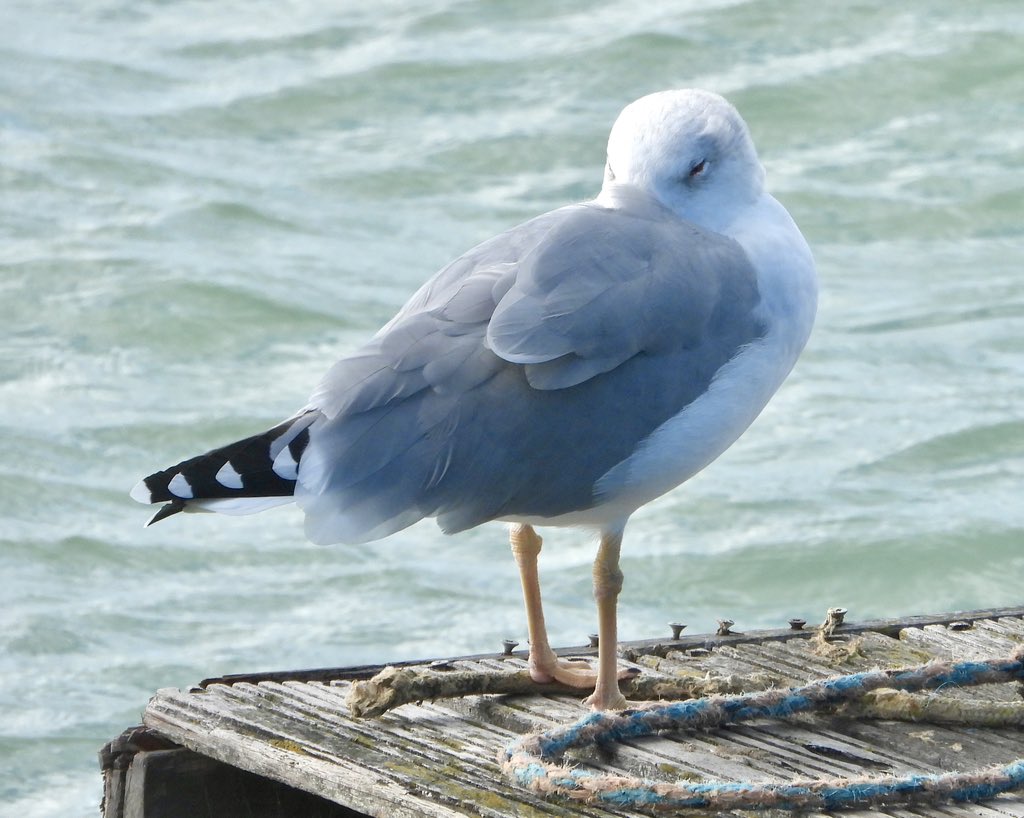 jamko69's tweet photo. The Yellow-legged Gull is back at its faved winter haunt, Brighton Marina. @SussexBirding https://t.co/1BPH1gua6g