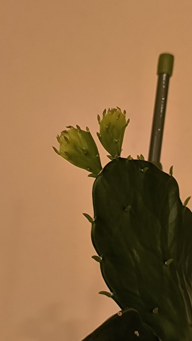 我が家のこの子、永遠に成長が止まらない🌵
これ以上成長しても自重が支えられないから剪定した方がいいのかな
新しい芽、引っこ抜いて植えたら増やせるのか？