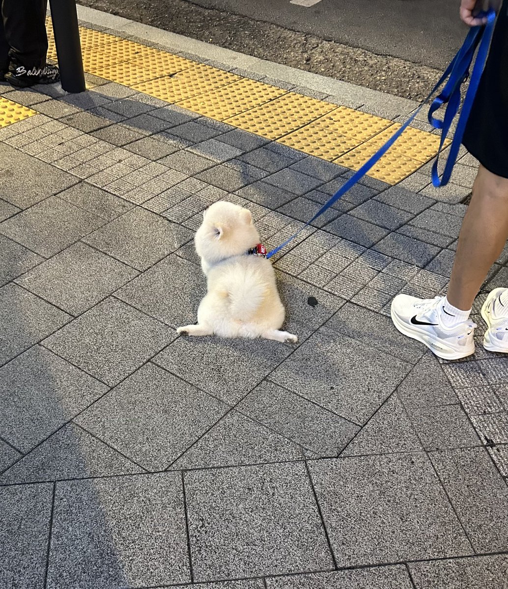 ReconnectRecode's tweet image. 信号まちのポメ