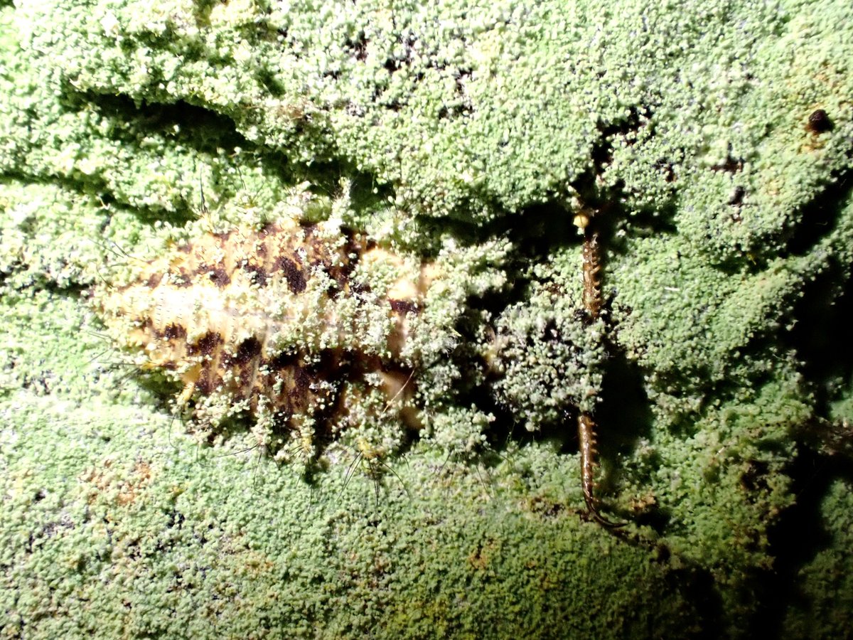 中野ゆう 蓑虫日記 中野ゆう 蓑虫日記 むし社 on X: