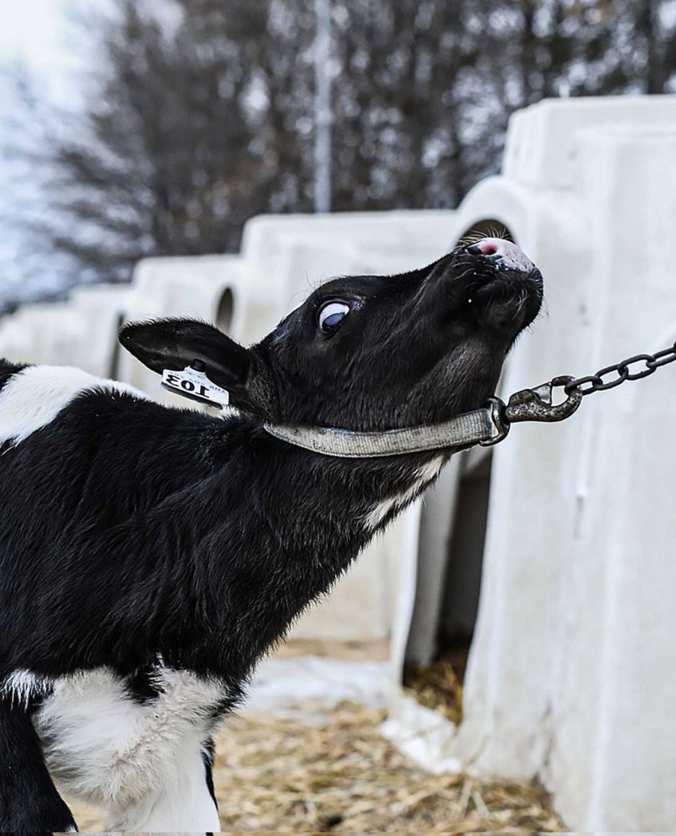 Vegan, because HE should be drinking his mother's milk...NOT ME!
❌️🍼