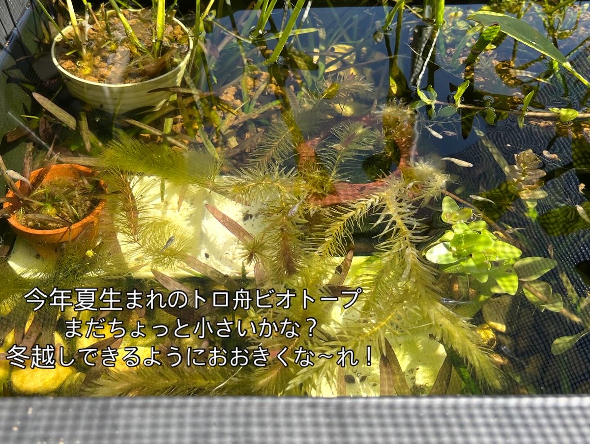 muuminmax2's tweet photo. とーほぐとは思えない酷暑の夏
足し水と簾だけで生き抜いた
めだか達だ！面構えが違う！
何匹かは落ちたけど今年生まれの子がたくさん育ってます
秋のめだか即売会楽しみだな〜
#なんちゃってビオトープ
#メダカ
#めだか
#めだかわいい https://t.co/n8rIlxfxJy