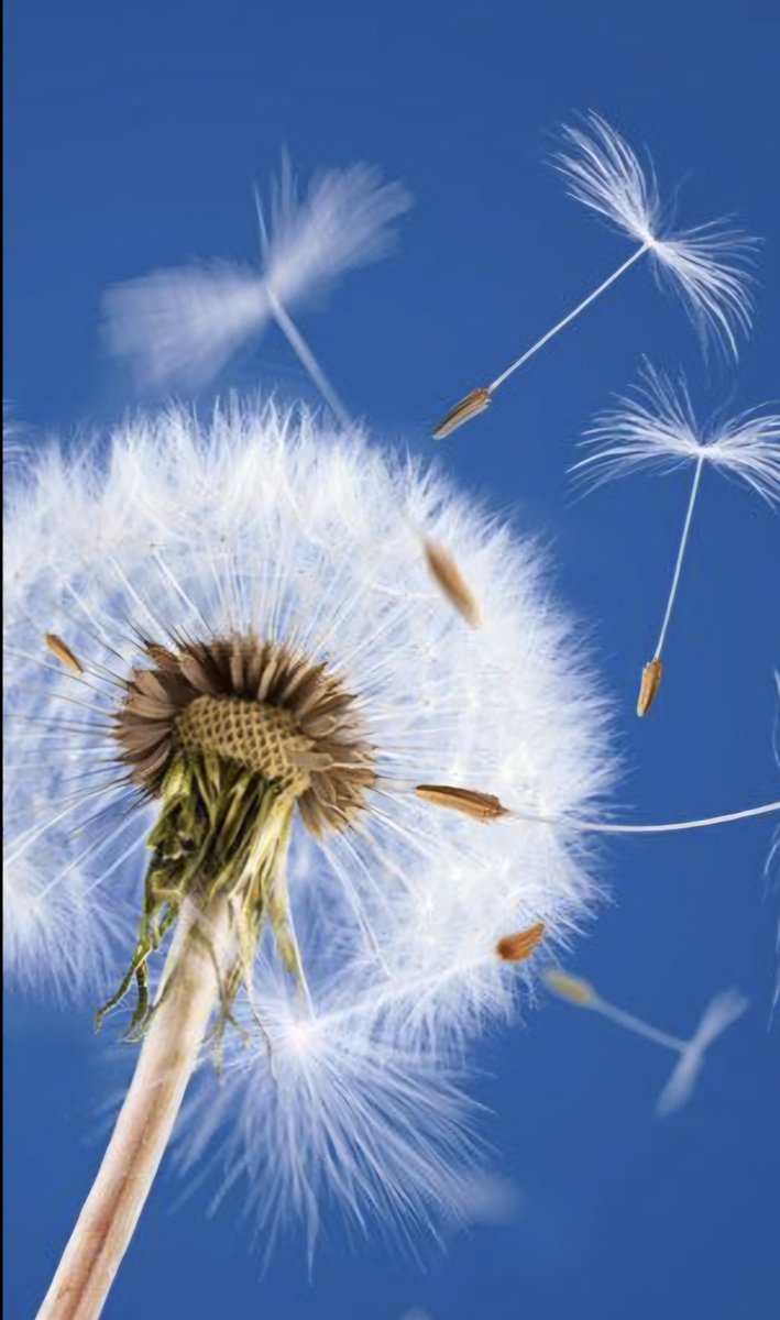 GayleFondeur's tweet photo. @pakko43 Hoy celebro tu vida. 
Una amistad que nació sin mapas, 
entre palabras compartidas y pensamientos que viajan como viento leve.
Hay personas que llegan sin ruido
y se quedan en el alma, Tú.
Mis mejores deseos. Gracias por estar! Feliz cumpleaños! https://t.co/021lHkpCVD