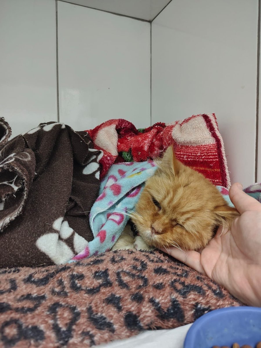 ProjetoMiaCasa's tweet photo. Dudu fez a cirurgia pra retirar nódulos no fígado e garganta! Mas devido a FIV e FeLV, ele está malzinho, ontem estava tremendo na internação!

A conta dele está em R$4mil, precisamos MUITO de ajuda pra manter ele internado nesse pós-operatório!🥺🙏🏻

PIX: projetomiacasa@gmail.com https://t.co/mfzT6lRxXk