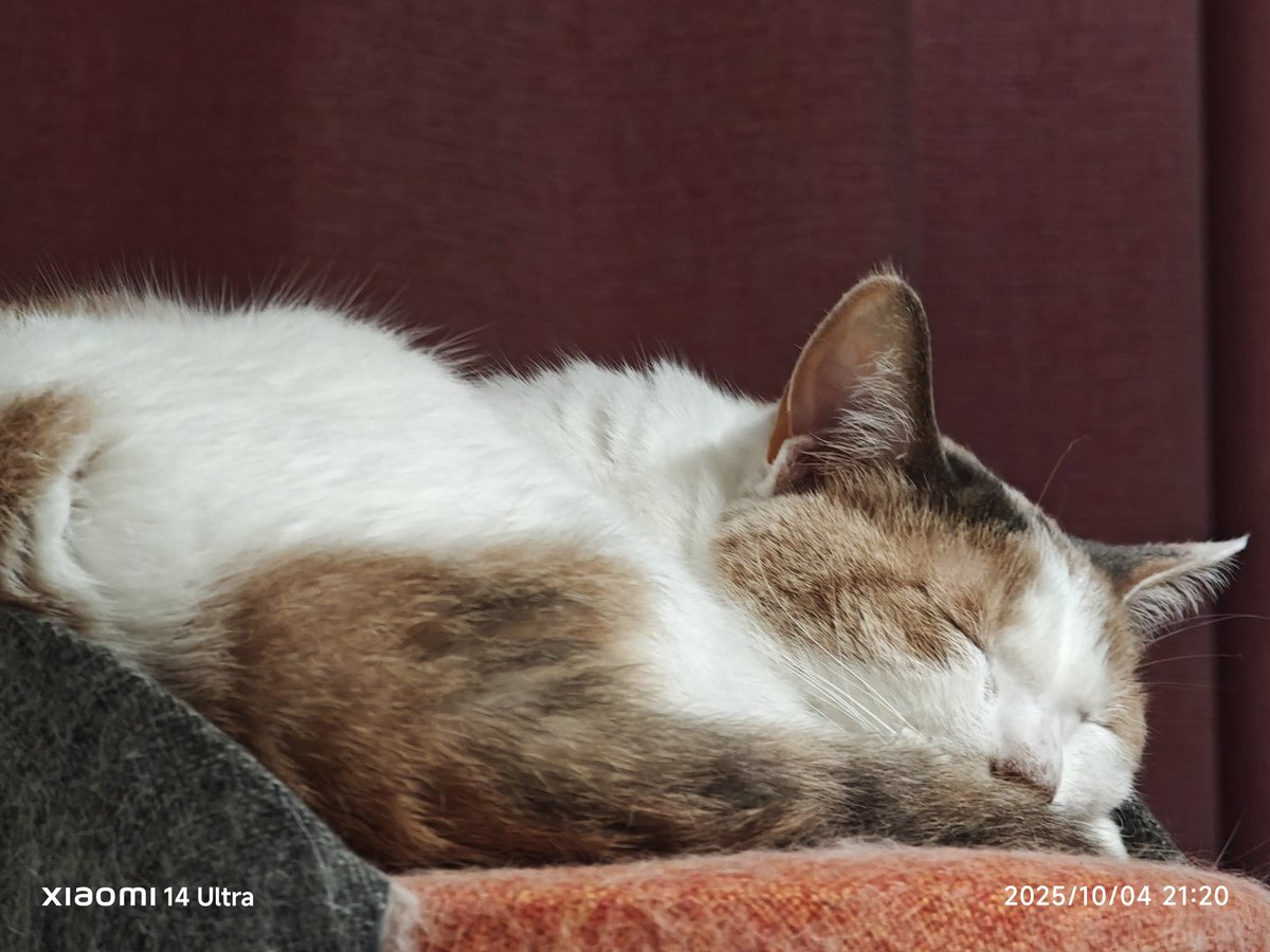 codama_fa's tweet image. すや