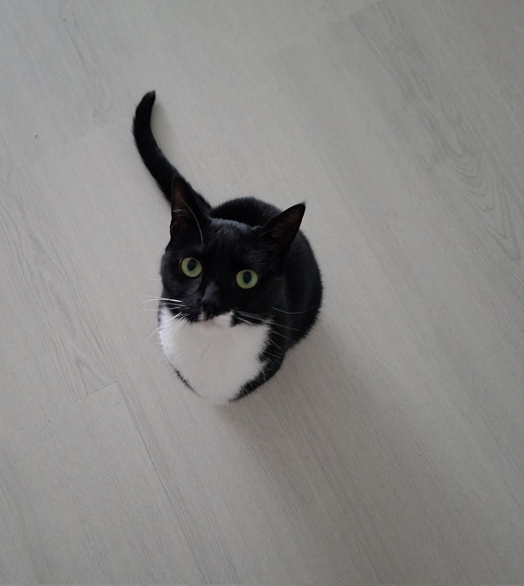 Ze weet gewoon dat het dierendag is!