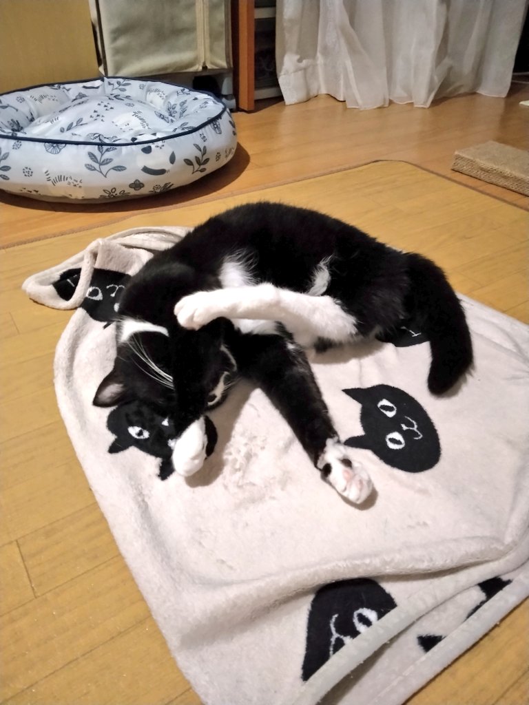 まめ♀(下半身麻痺の猫) (@jigzs8bsVVByZXY) / Posts / X