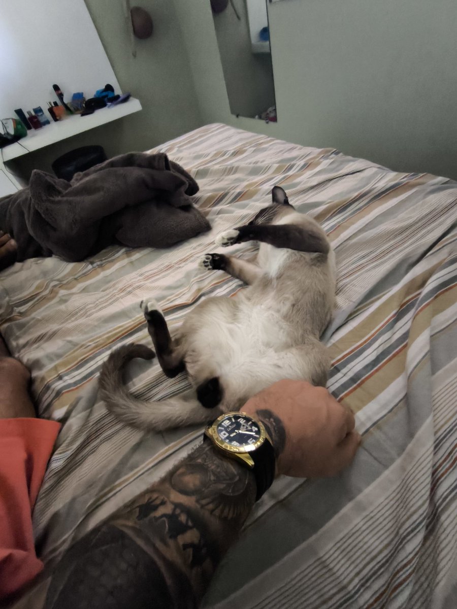 chicozappiens's tweet photo. Acordei com essa fofura miando ao meu lado, ronronando e fazendo suas acrobacias... Mestre Gato 🐈 https://t.co/ufc2b9KMnr