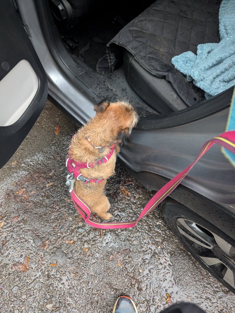 Molly (and Alfie) tweet media