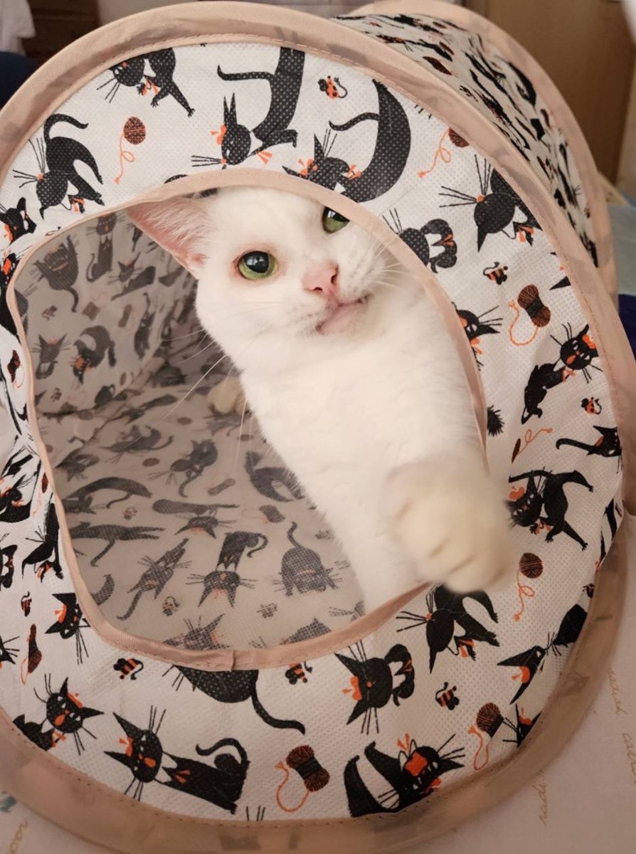 けあねこ(=^・^=) 楽天市場】抱き枕 猫 あごのせ猫枕 猫用枕 月の形 添寝枕 犬用まくら