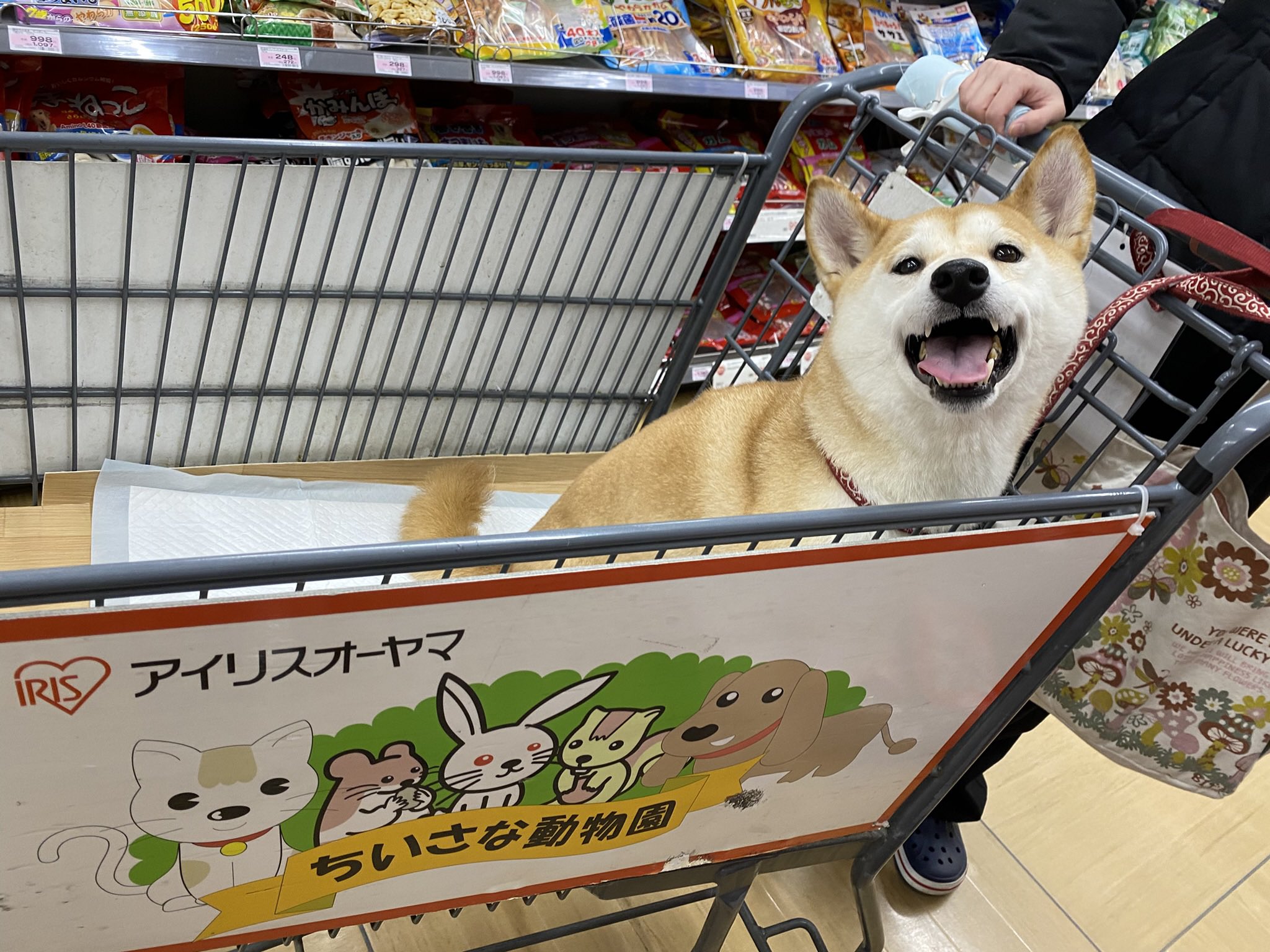 メル愛犬溺愛＠トレペ7/20！プロフ必読ページ メル愛犬溺愛＠トレペ7/20！プロフ必読ページ メル愛犬溺愛