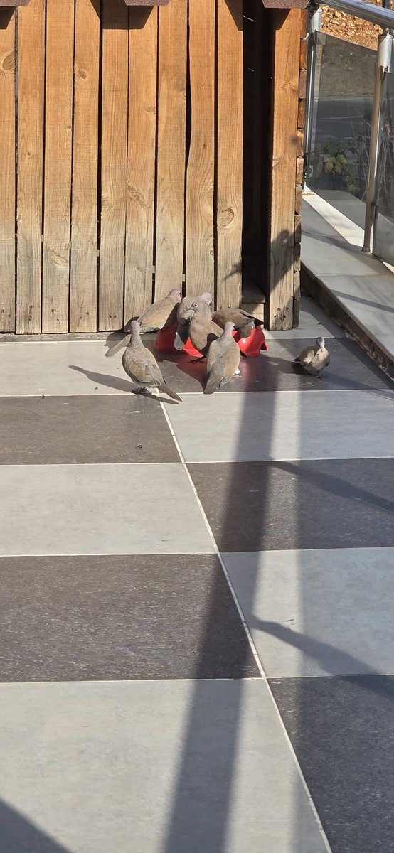 🐾 4 Ekim Dünya Hayvanları Koruma Günü

Onlar konuşamaz…
Ama hisseder.
Üşür, acıkır, sever, üzülür.
Ve en çok da
terk edilince kırılır.

Bu dünya sadece bize ait değil.
Bir kap su, biraz mama, bir avuç merhamet...