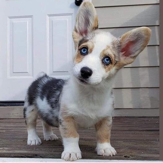 Nobody kisses me because I'm short and I have big ears❤💋🐾