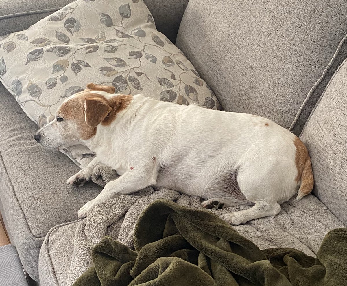 Mom stood me up so I’m waiting on Dad to take me on morning pawtrol. Apparently we have to wait for sports news to be done 🙄🧡🐾 #saturdaymorning #dogsofX #priorities