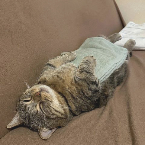 GENTLECAT (@gentleeeeeeecat) on Twitter photo 