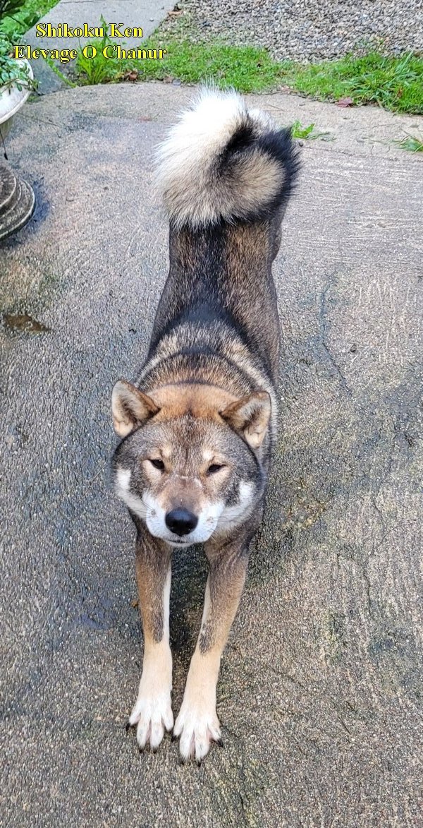 On démarre le week-end avec ma jolie Moira qui m invite à jouer 😃🐺 Bon samedi les amis!
Start the week-end with my lovely Moira who invite me to play 😃🐺 
#四国犬 #shikoku #shikokuken #shikokudog #elevageshikoku #elevagecanin