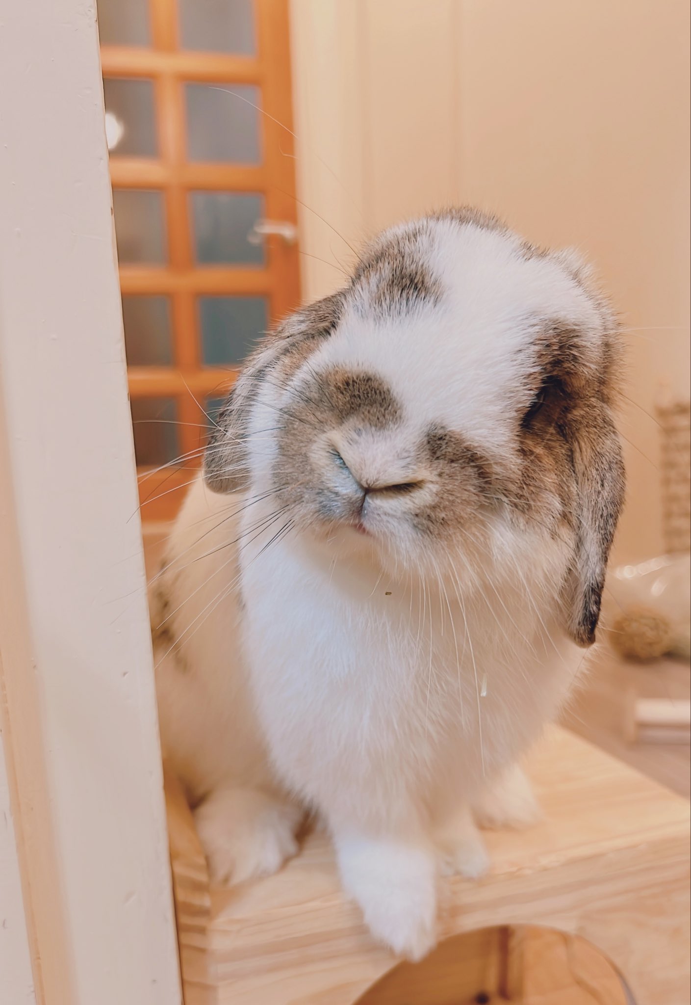 うさぎ_(・×・_∪⌒)ο うさぎのほの🥕 on X: 