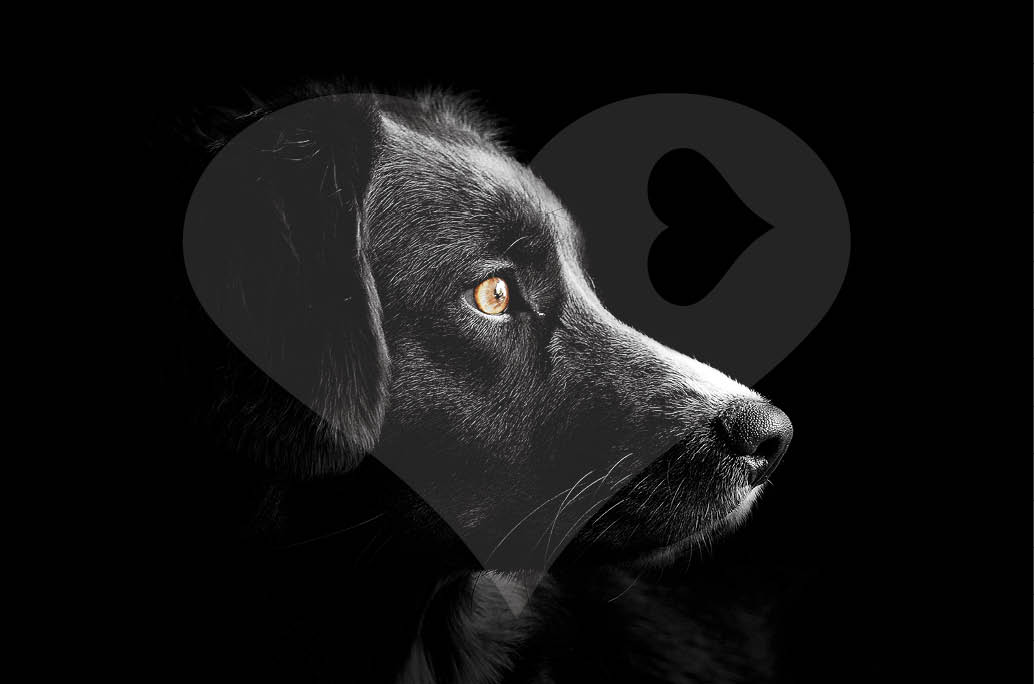 TotalDesignBE's tweet image. Today is World Animal Day!
🐾A beautiful reminder to take a moment for all the big and small animals that make our lives so much brighter.
Give your favorite pet(s) a big hug today 🖤 – they deserve that little extra love!

#werelddierendag #worldanimalday #totaldesignbelgium