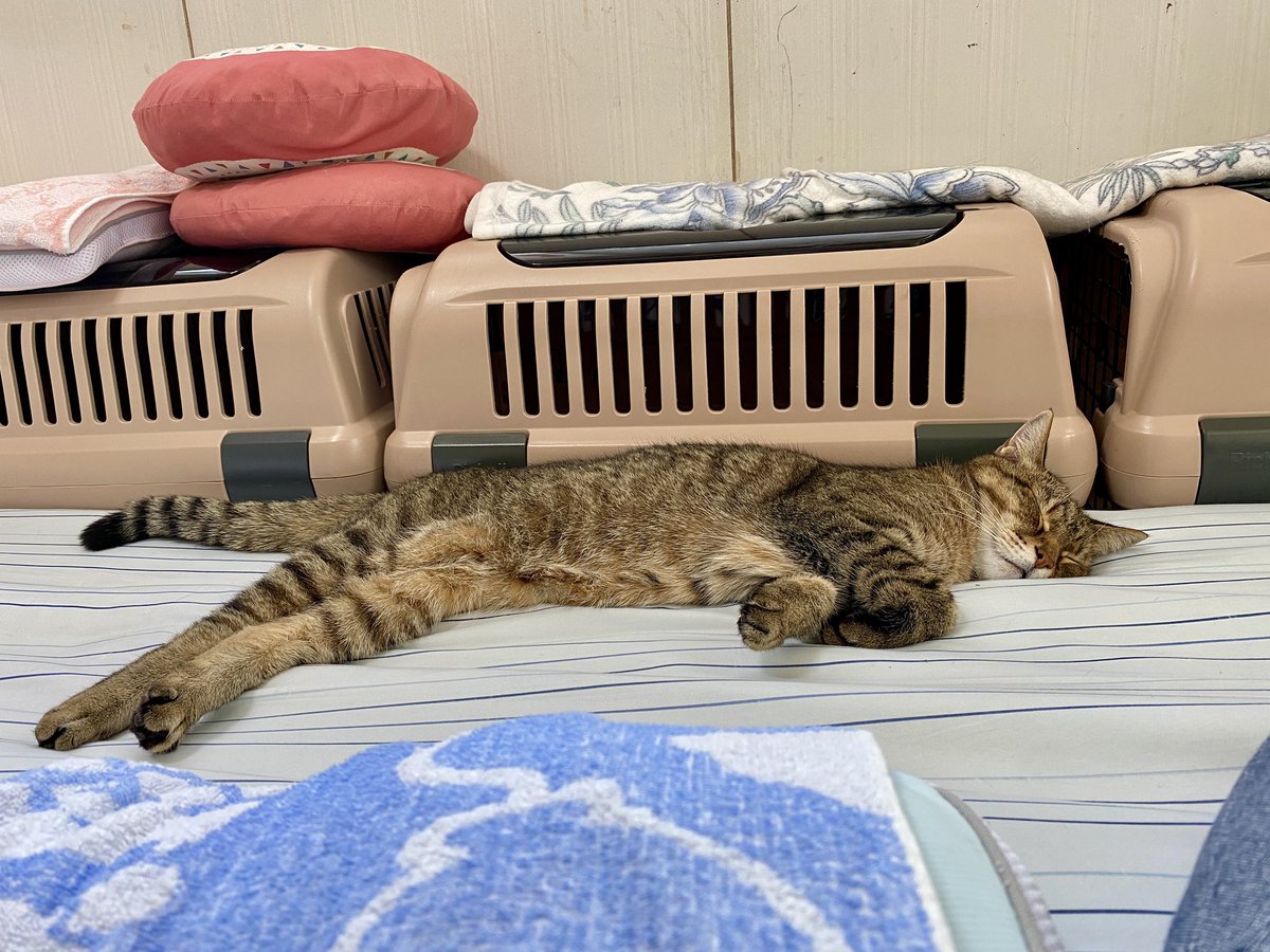今日は眠いので、もう寝まーす🥱
おやすみなさい💤