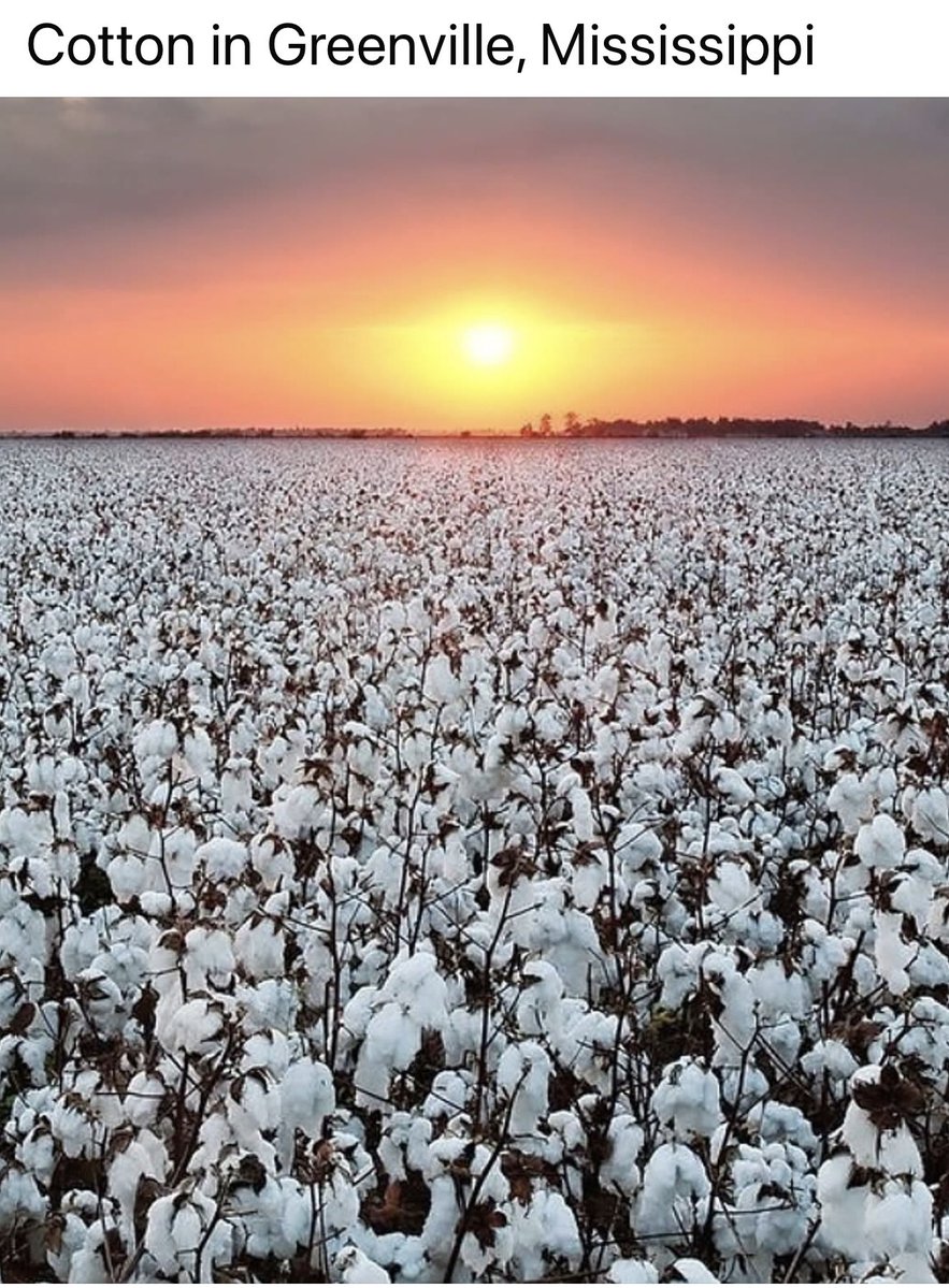 Good morning with this picture from Greenville, Mississippi.  Have a good Saturday.