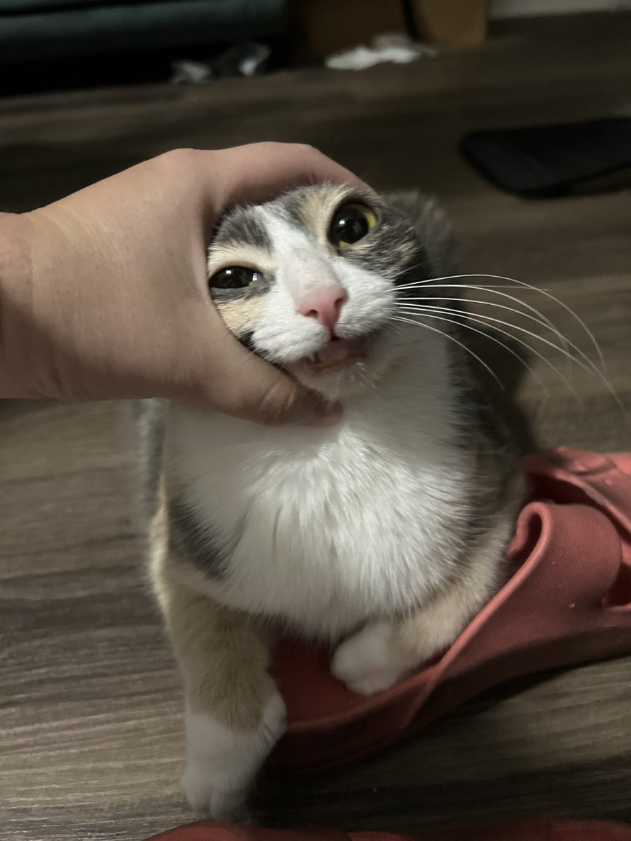 monkey & zoe ❤️ oreo 🌈 tweet media