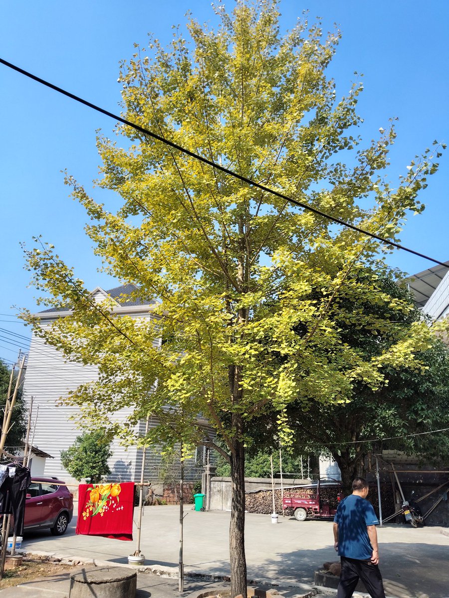 jiyichen8's tweet image. 小时候的河变成小溪门口的小树也长大了，坐在门口等我的外婆也不见了，越来越不想长大了