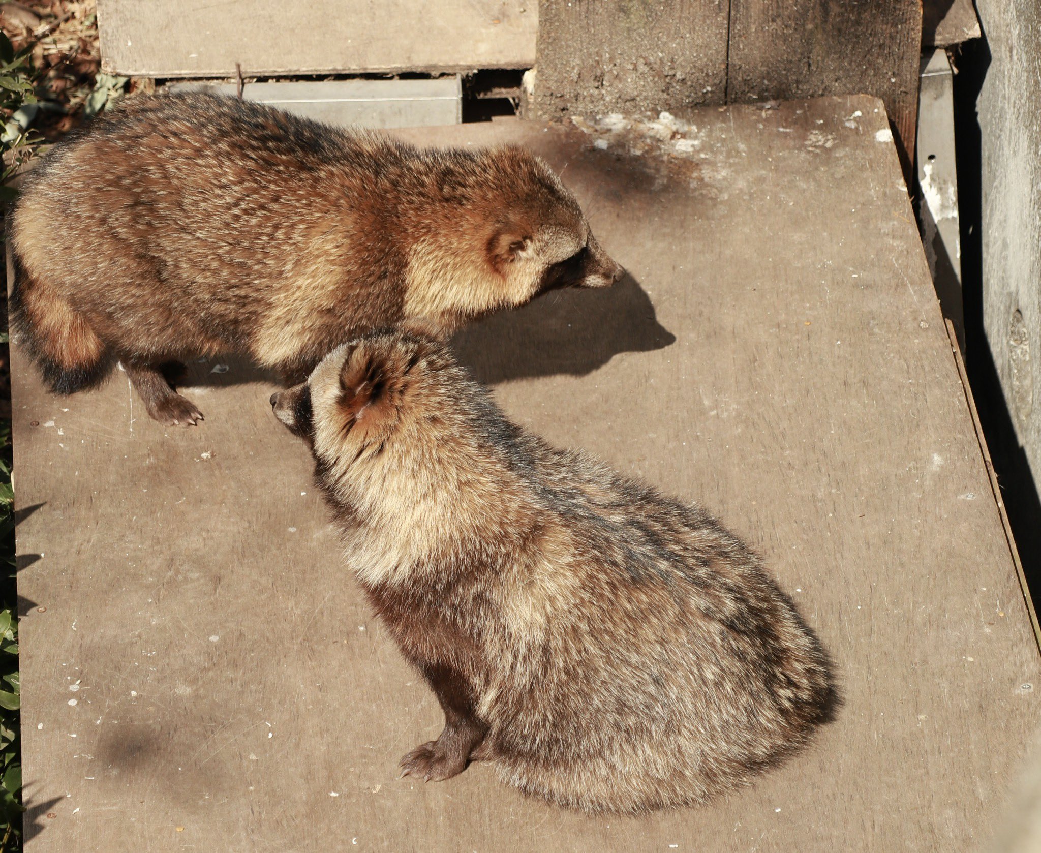 たぬき たぬきねこ on X: 