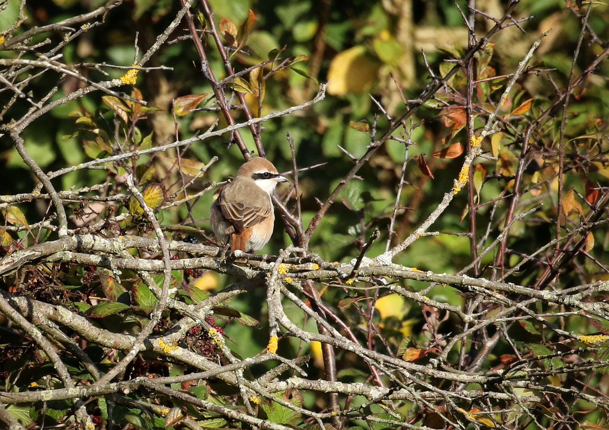 Marvellous views of the Turkestan Shrike on Dunwich Heath in the window of sunshine we had this morning. Always keeping to the sheltered side of bushes as it was blowing a hoolie!