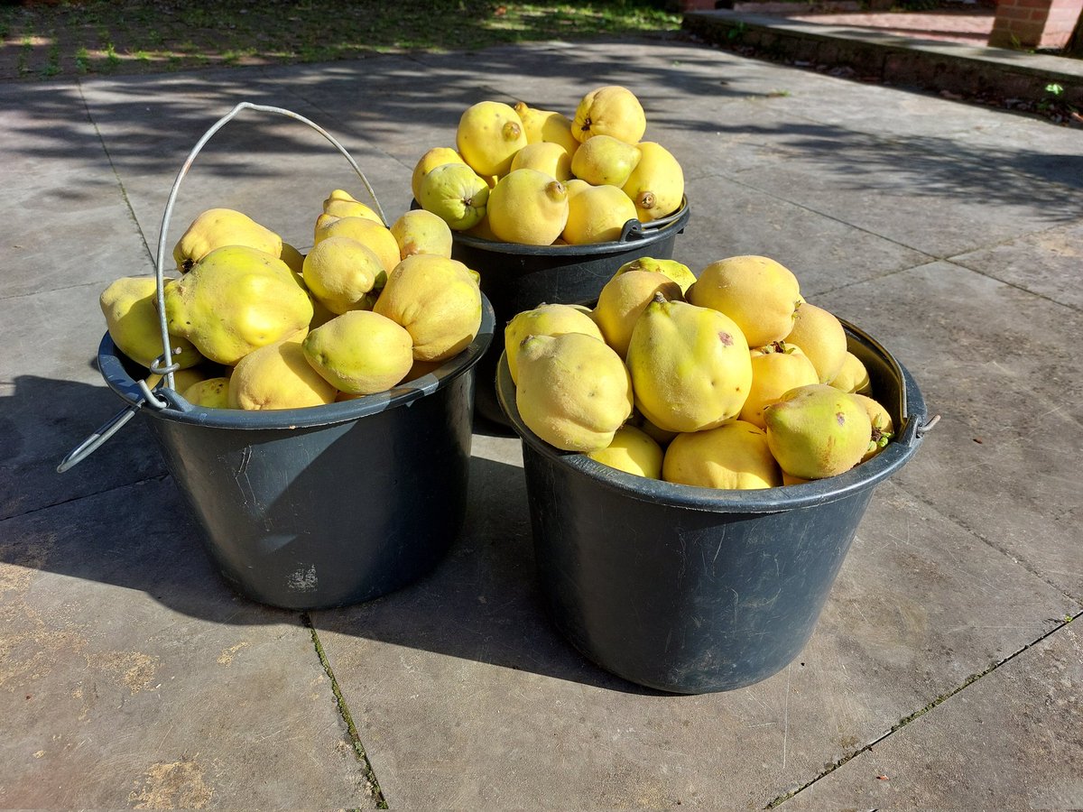josverstegen's tweet photo. Eén keer flink aan de boom geschud... aangetaste vruchten weggegooid, maar nog 3 emmers stampvol #mastjaar #kweepeer #gardenlife... volgende halte #GroningerKroon #emmerszoeken https://t.co/xXwX70Q44i