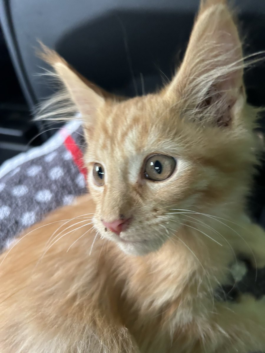 breathborrower's tweet photo. everyone meet yarrow 
YES this is a reference https://t.co/YiU5X0dCgO