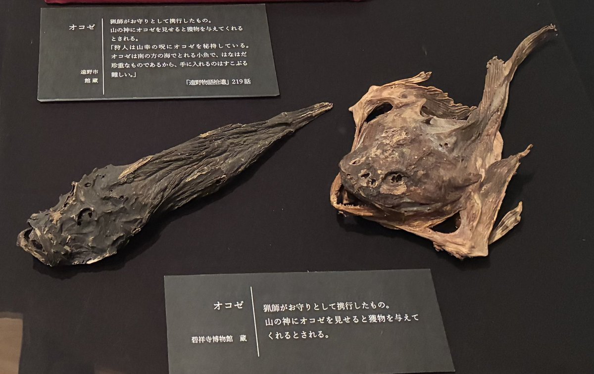 オコゼ 猟師がお守りとして携行したもの。 山の神にオコゼを見せると獲物を与えてくれるとされる。 「狩人は山幸の呪(まじない)にオコゼを秘持して ...